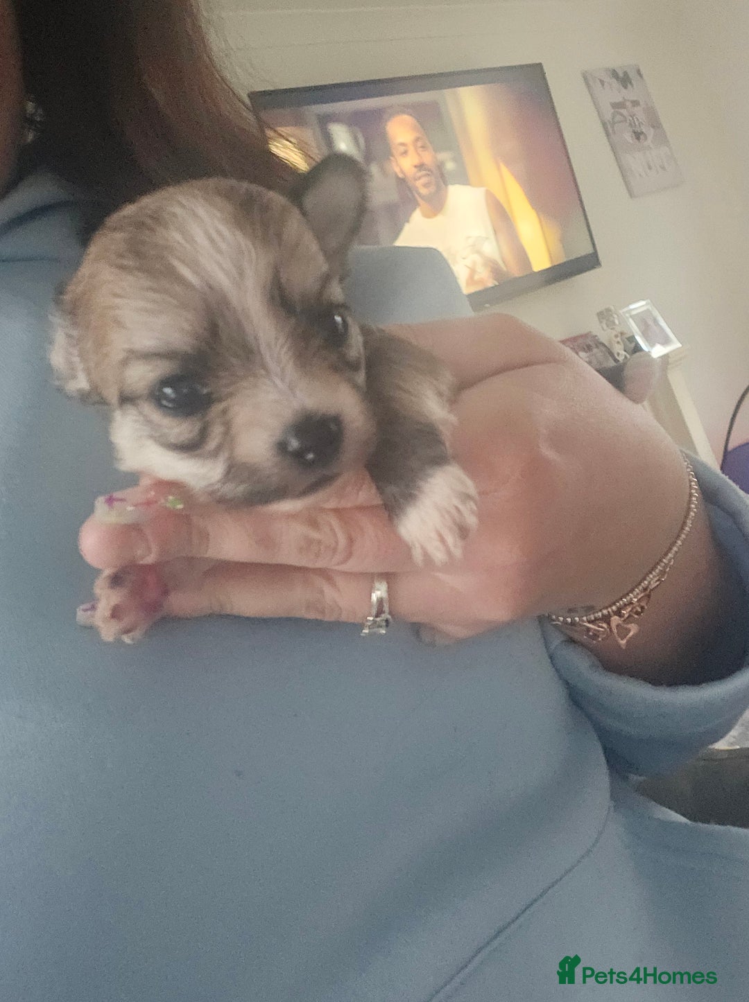 Mixed Breed dogs for sale: Mixed breed male pups - Image 1