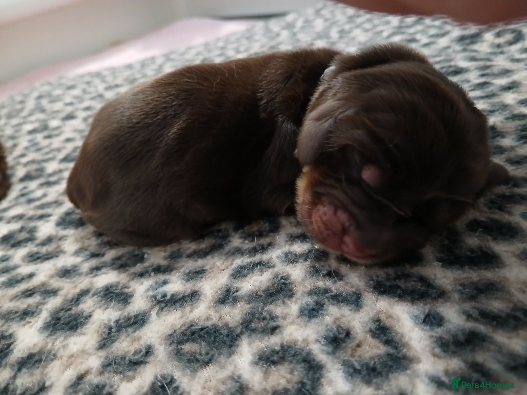 Cocker Spaniel dogs for sale: 1 male 1 Female Stunning KC Show Cocker Puppies - Advert 6