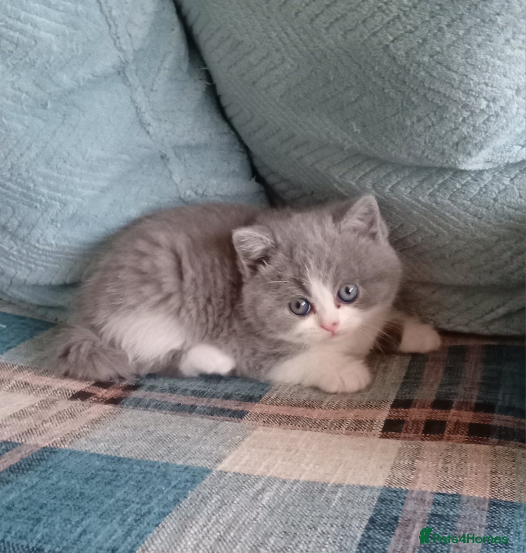 British Shorthair cats for sale: Gorgeous British short-hair kittens  - Image 7
