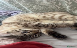 Bengal cats for sale: Beautiful boy  - Image 7