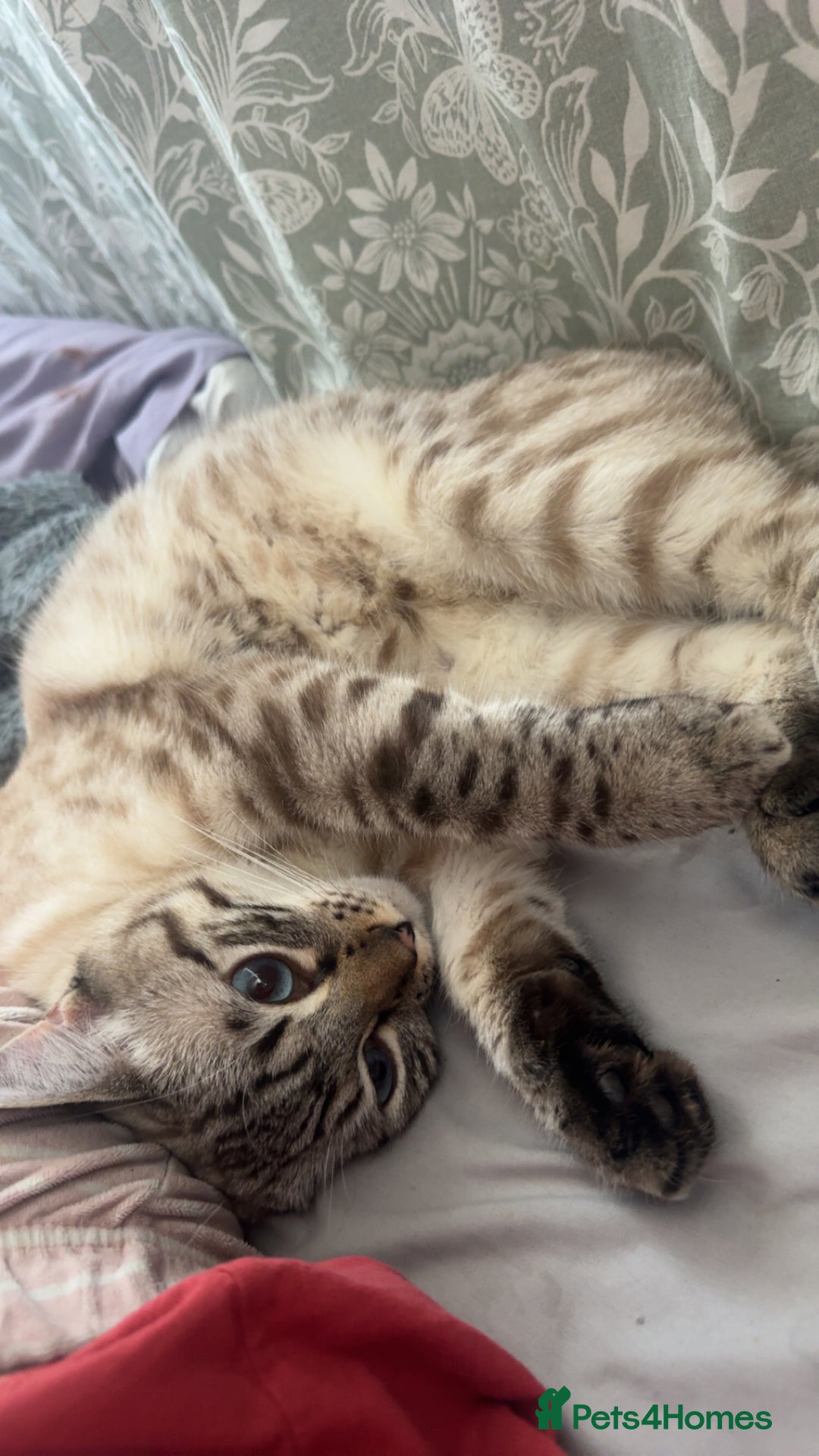 Bengal cats for sale: Beautiful boy  - Image 7