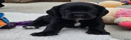 Bocker dogs for sale: Beautiful Bocker Pups - Ready 14.09.26 in Thirsk - Advert 16
