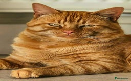 Mixed Breed cats for adoption: ORLANDO - Image 1