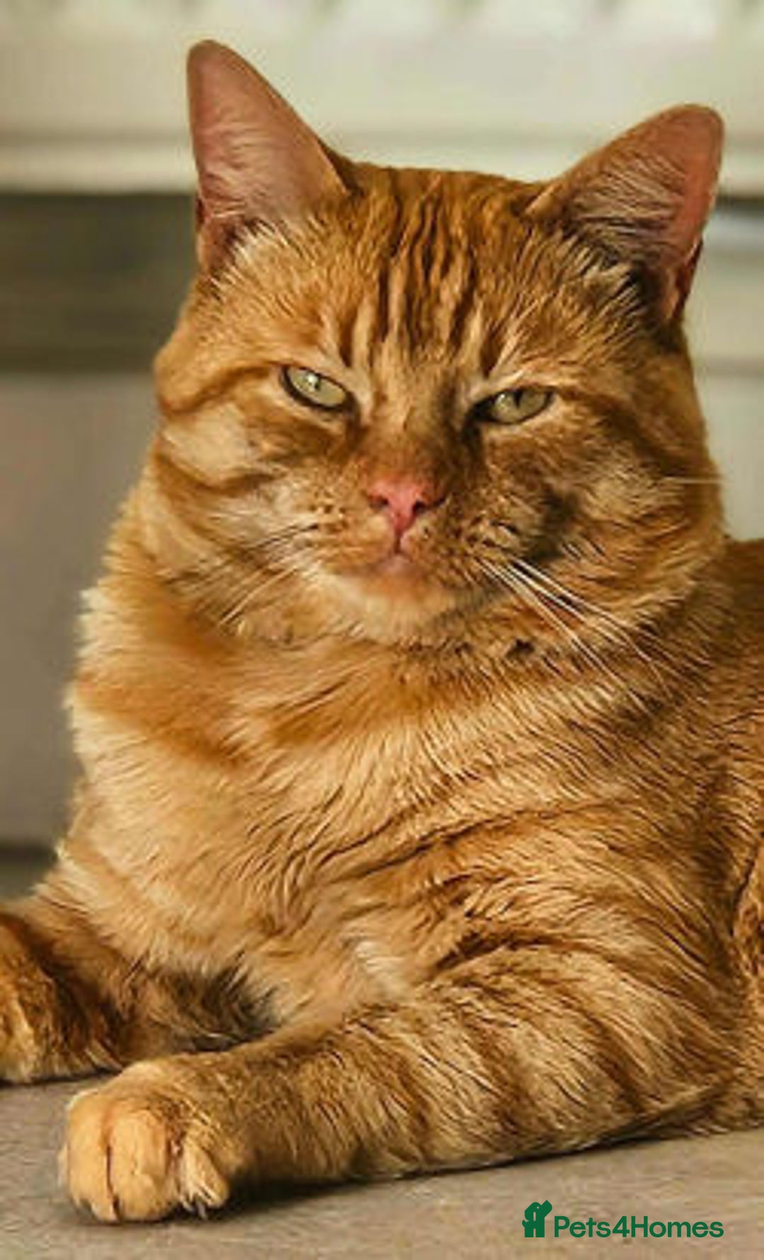 Mixed Breed cats for adoption: ORLANDO - Image 1