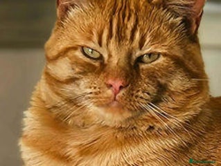 Mixed Breed cats - Advert 4