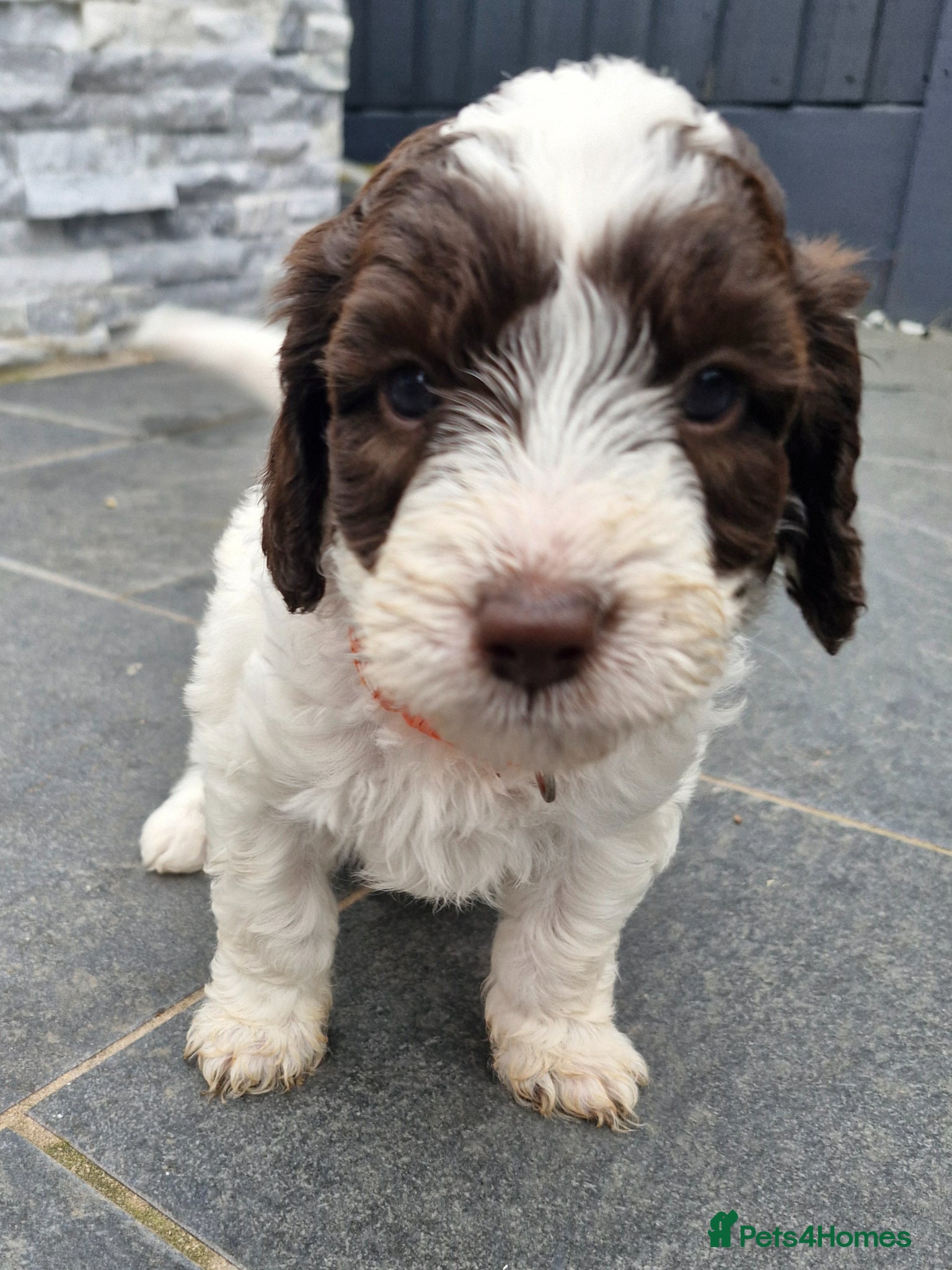 Sproodle dogs 🐾 last 2 adorable Sproodle Puppies 🐾 - Advert 2