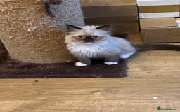 Ragdoll cats for sale: Beautiful Ragdoll kittens  - Image 11