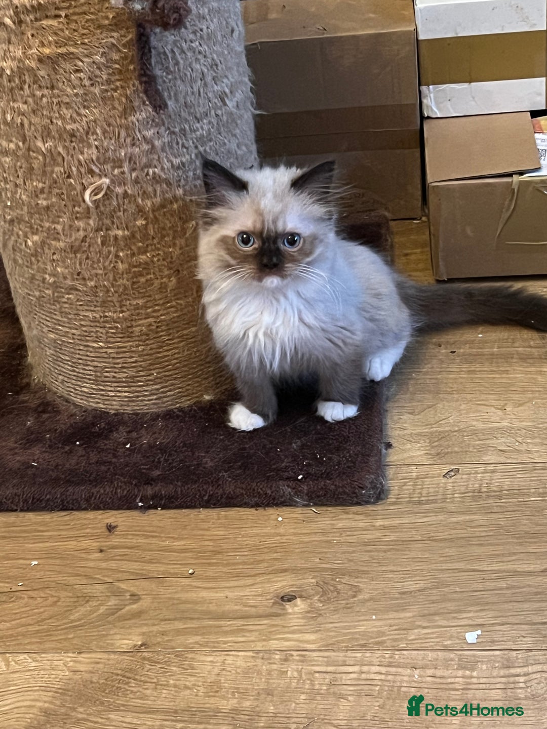 Ragdoll cats for sale: Beautiful Ragdoll kittens  - Image 11