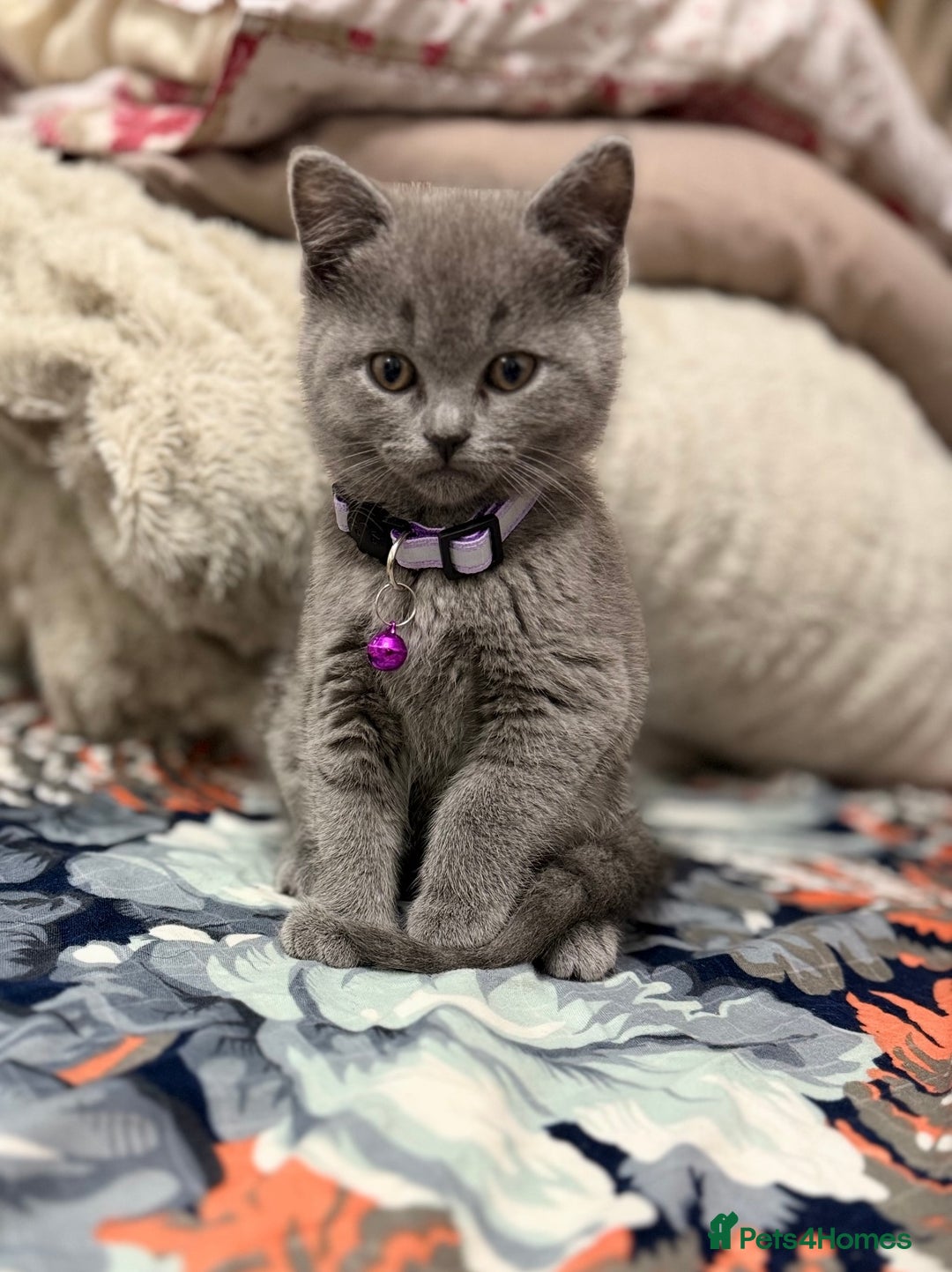 British Shorthair cats for sale: Cute playful fully vaccinated BSH ready to rehome - Advert 2