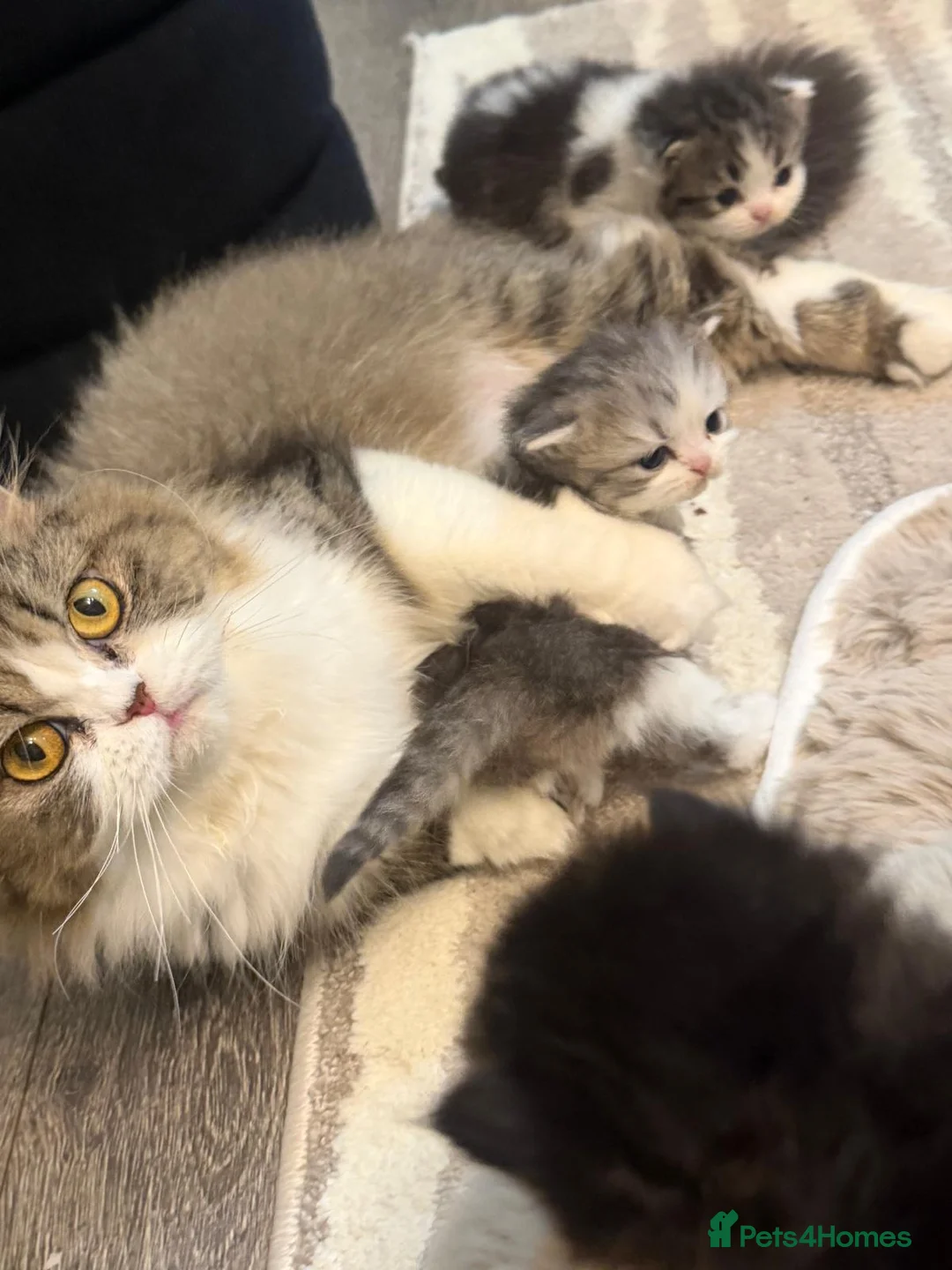 Persian cats for sale: Beautiful Persian babies available now  - Advert 2