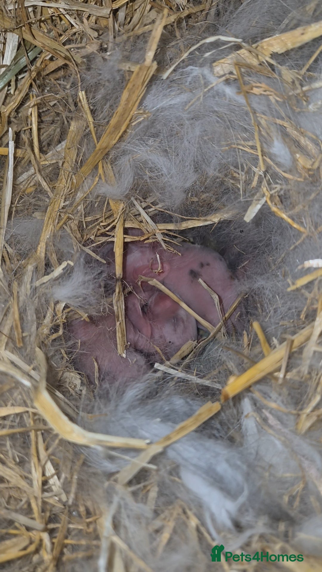 Mixed Breed rabbits 4 mixed breed bunnys  - Advert 1