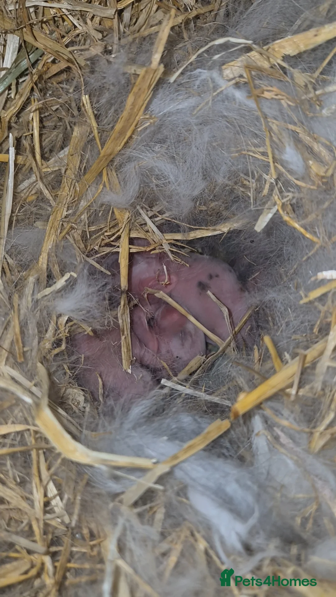 Mixed Breed rabbits for sale: 4 mixed breed bunnys  in Preston - Advert 1