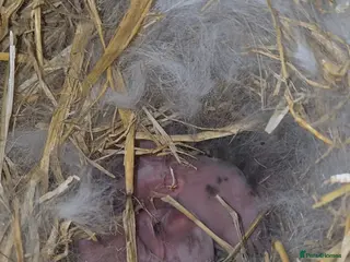 Mixed Breed rabbits 4 mixed breed bunnys - Advert 9