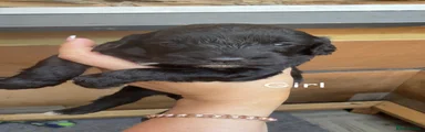 Cockapoo 4