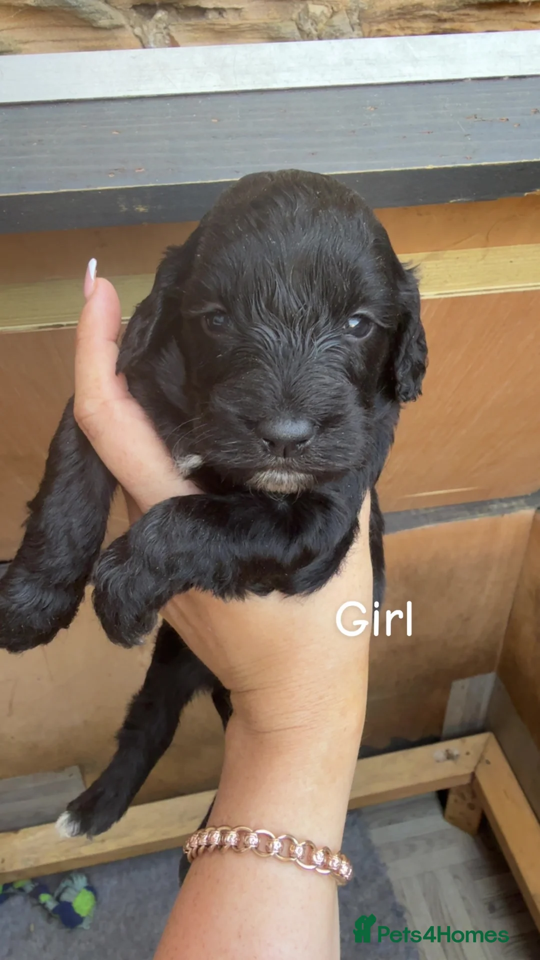 Cockapoo dogs for sale: 🐶 Beautiful Cockapoo Puppies Ready to Reserve 🐶 - Advert 7