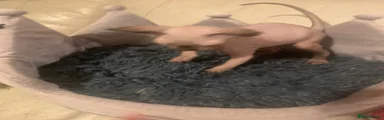 Sphynx 1