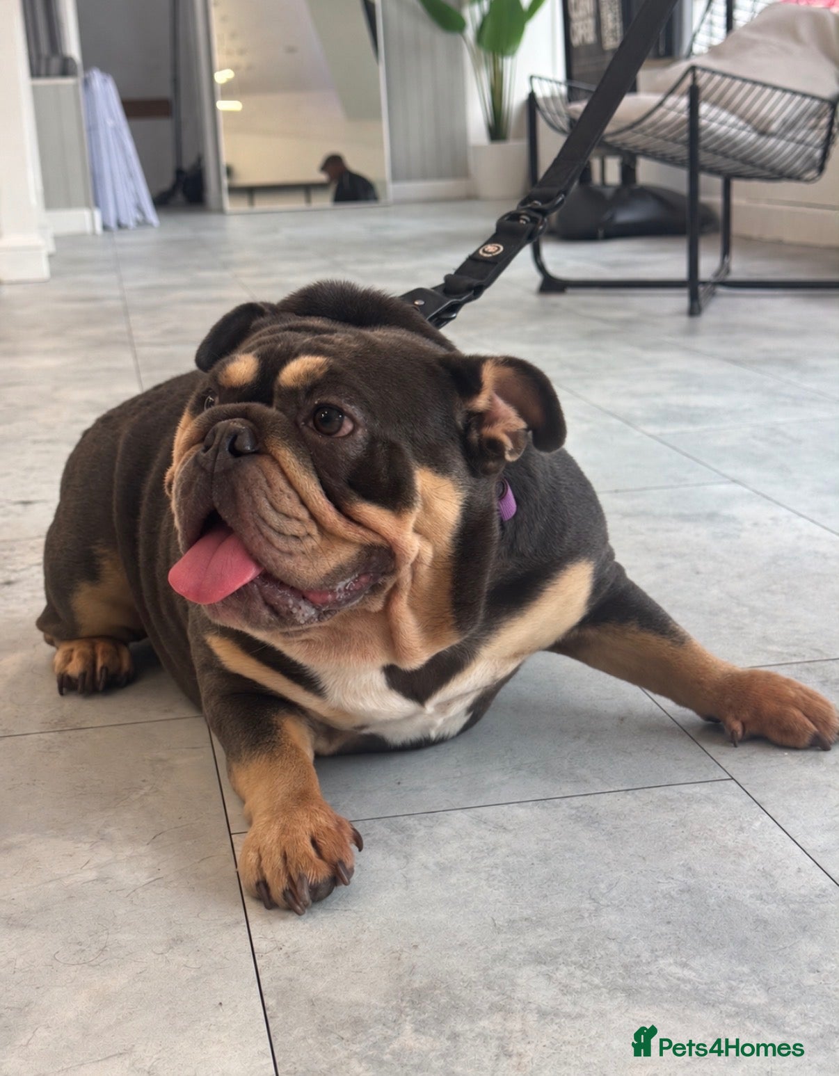 English Bulldog dogs **A VERY SAD REHOMING FOR OUR BEAUTIFUL BELLA** - Advert 3