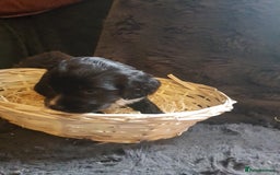 Cocker Spaniel dogs for sale: Working type cocker spaniel puppies  - Advert 6