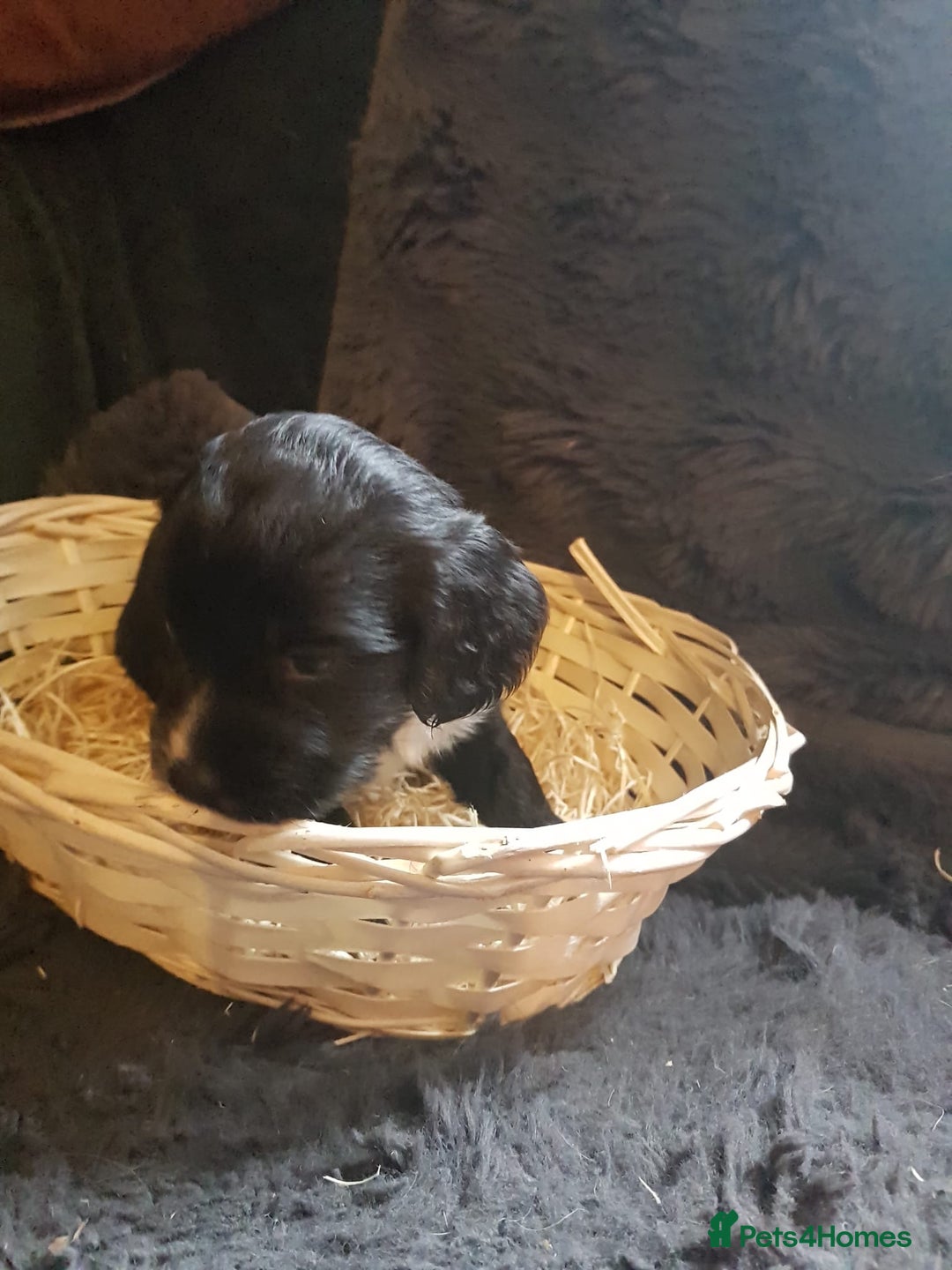 Cocker Spaniel dogs for sale: Working type cocker spaniel puppies  - Advert 6
