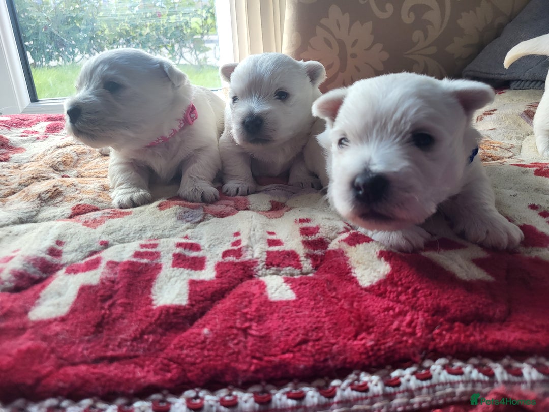 West Highland Terrier dogs for sale: KC pedigree West Highland Terrier puppies  - Image 3
