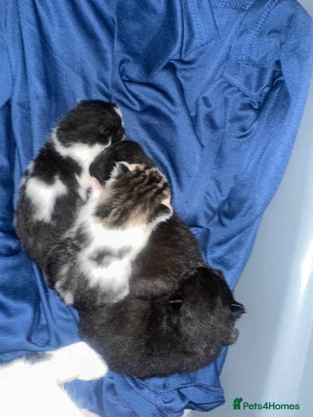 Mixed Breed cats for sale: Beautiful kittens  - Advert 5