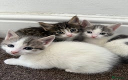 Mixed Breed cats for sale: Cuddly kittens up for adoption  - Image 4