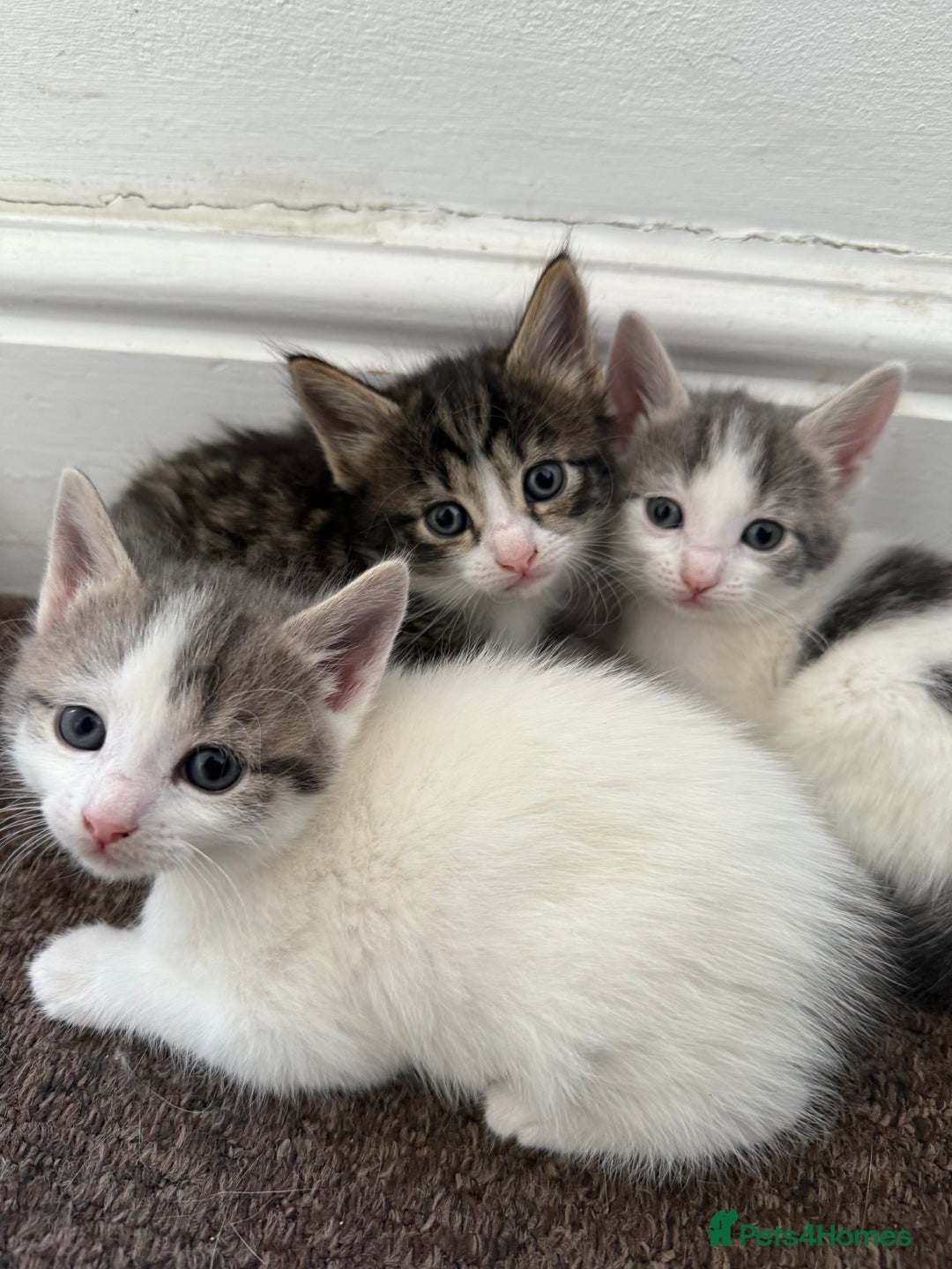 Mixed Breed cats for sale: Cuddly kittens up for adoption  - Image 4