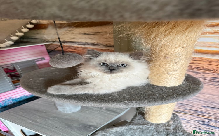 Selkirk Rex cats - Advert 1