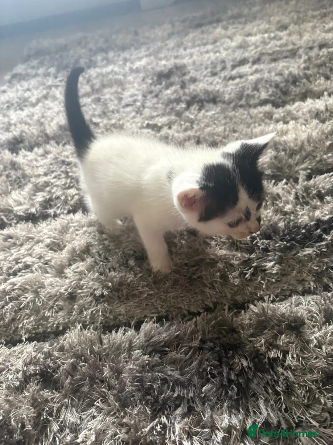 Mixed Breed cats for sale: 4 baby kittens  in Manchester - Advert 2