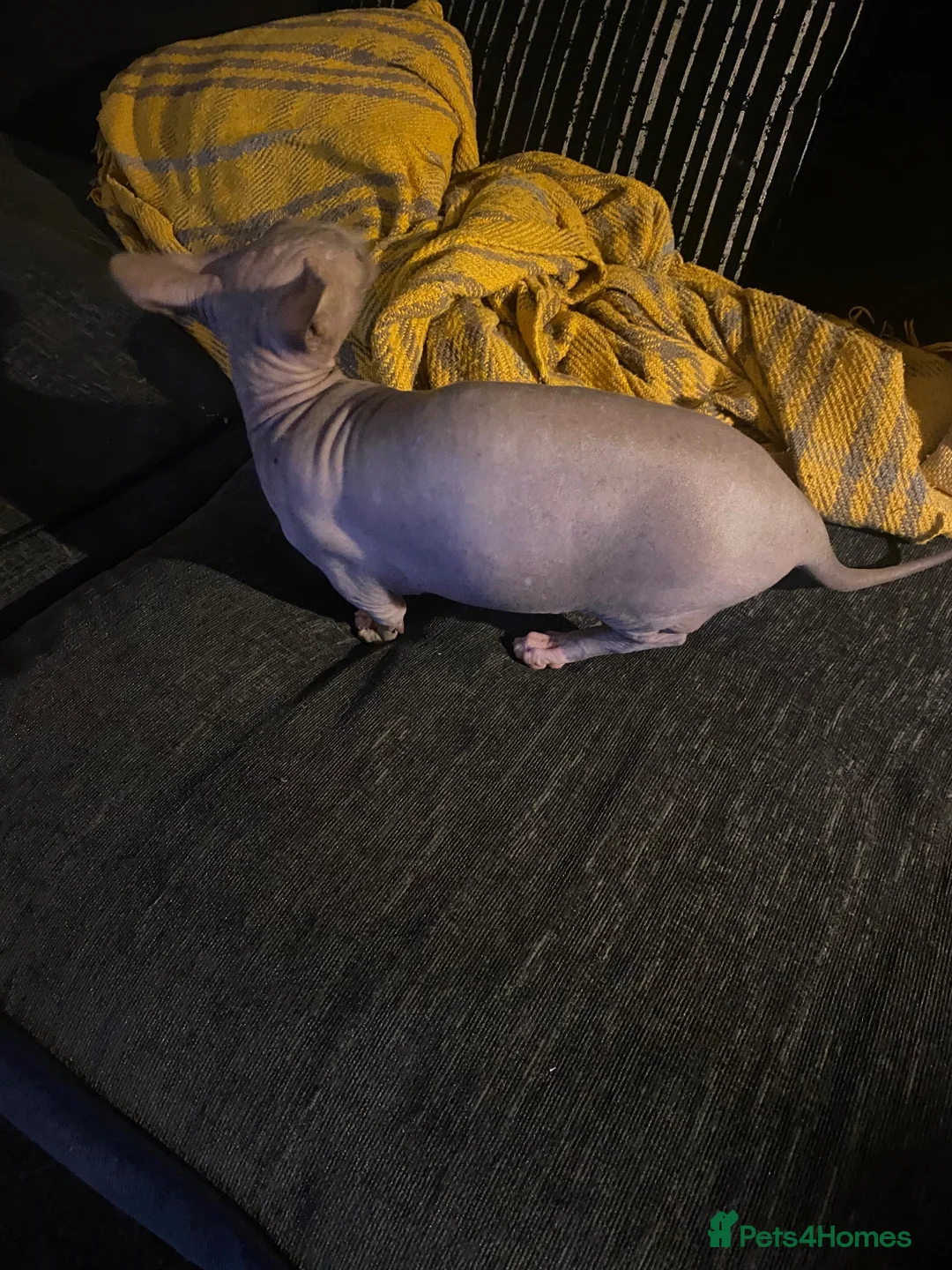 Sphynx cats for sale: Bambino female for sale  - Advert 6