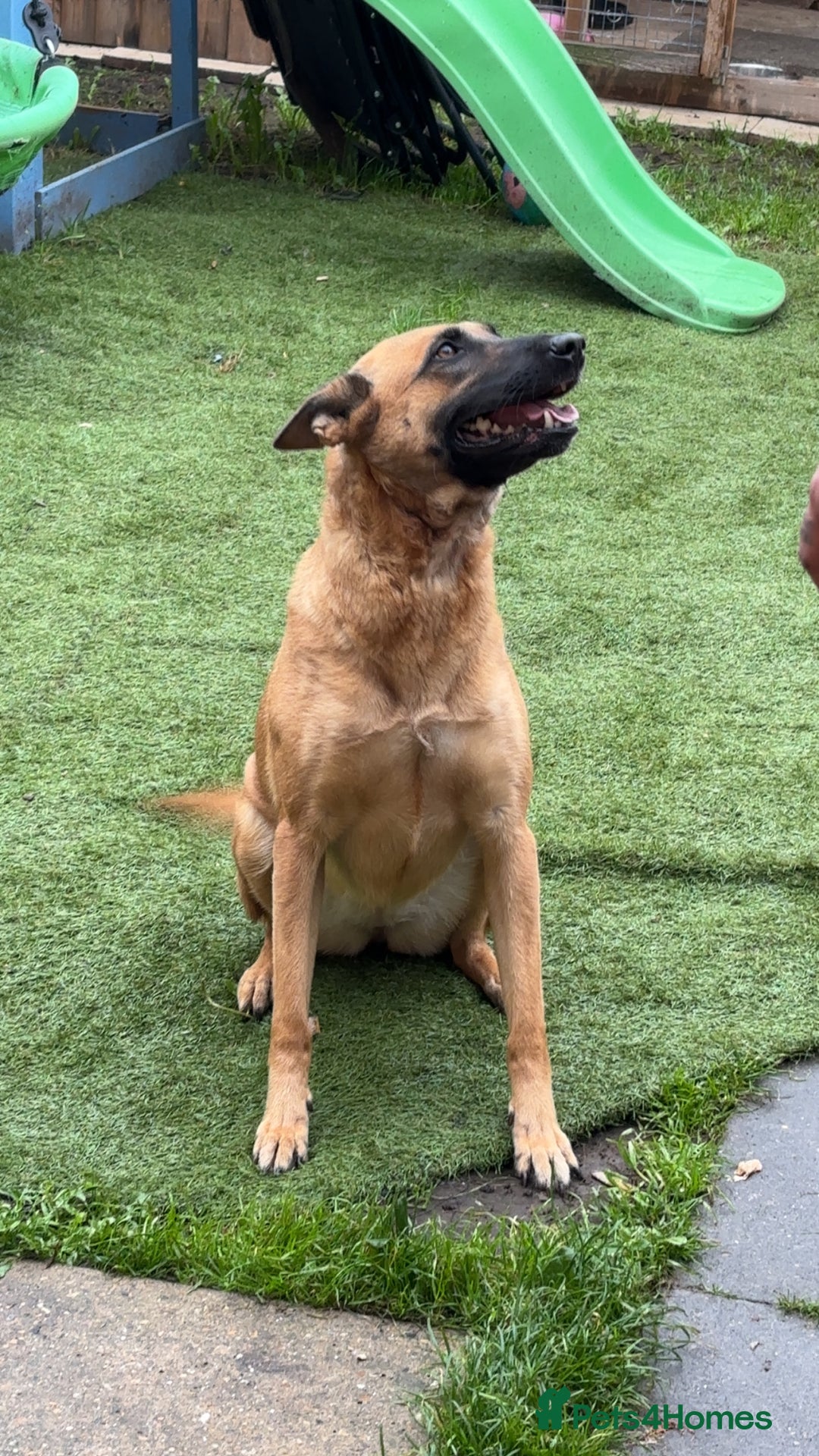 Belgian Shepherd Dog dogs for sale: 4 year old Belgian Mali  - Image 2