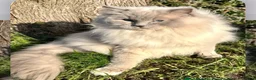 Ragdoll cats for sale: GCCF lilac male kitten - Advert 10