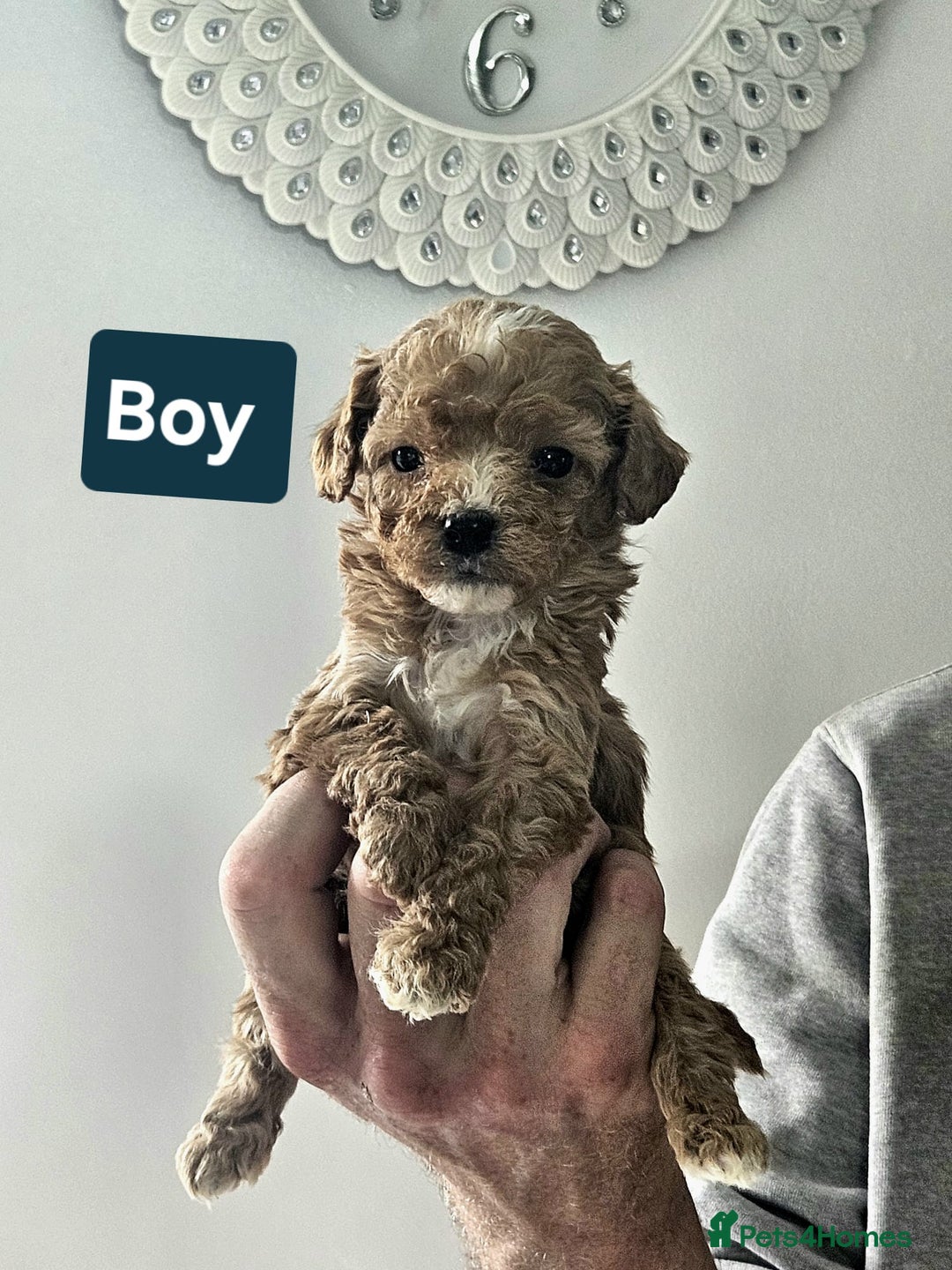 Cavapoo dogs for sale: Miniature cavapoo  - Image 10