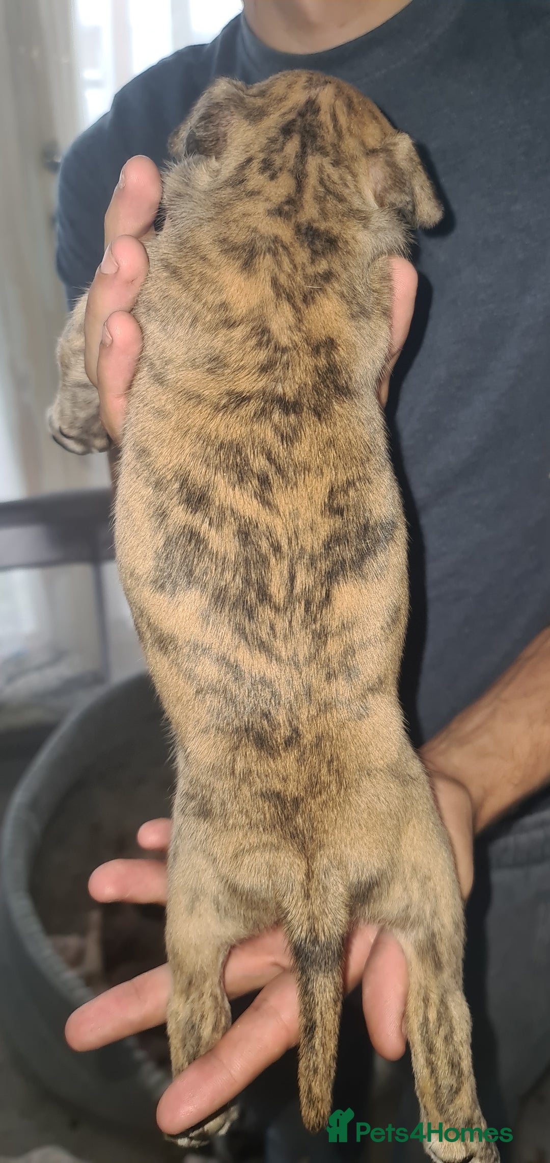 Mixed Breed dogs for sale: Top level Crossbreed pups - Image 3