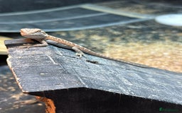 Bearded Dragon reptiles for sale: Beautiful bearded dragon babies for sale £100 - Image 3