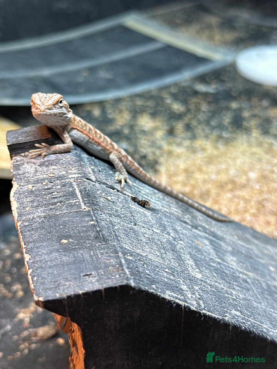 Bearded Dragon reptiles for sale: Beautiful bearded dragon babies for sale £100 - Image 3