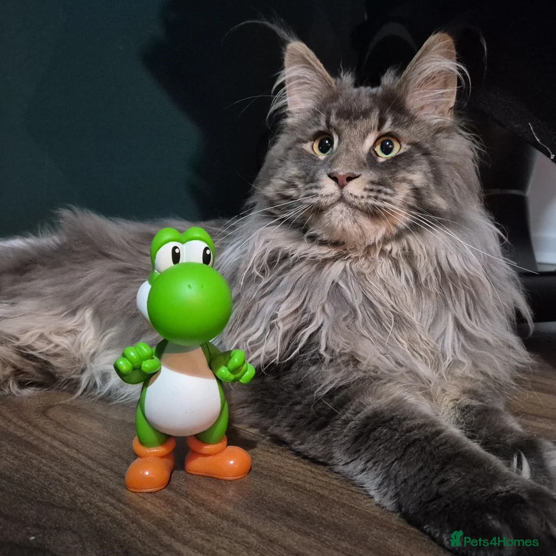 Maine Coon cats for stud: Maine Coon boy for stud - Image 1