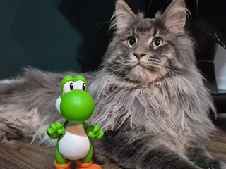 Maine Coon cats - Advert 4