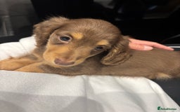 Miniature Dachshund dogs for sale: Outstanding long haired dachshund - Image 6
