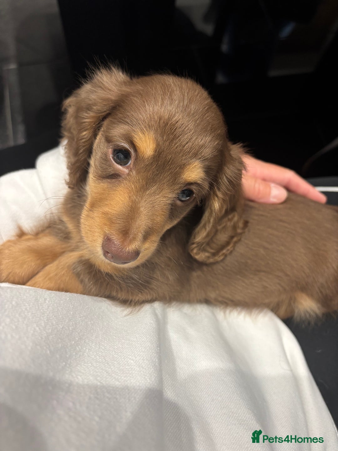 Miniature Dachshund dogs for sale: Outstanding long haired dachshund - Image 6