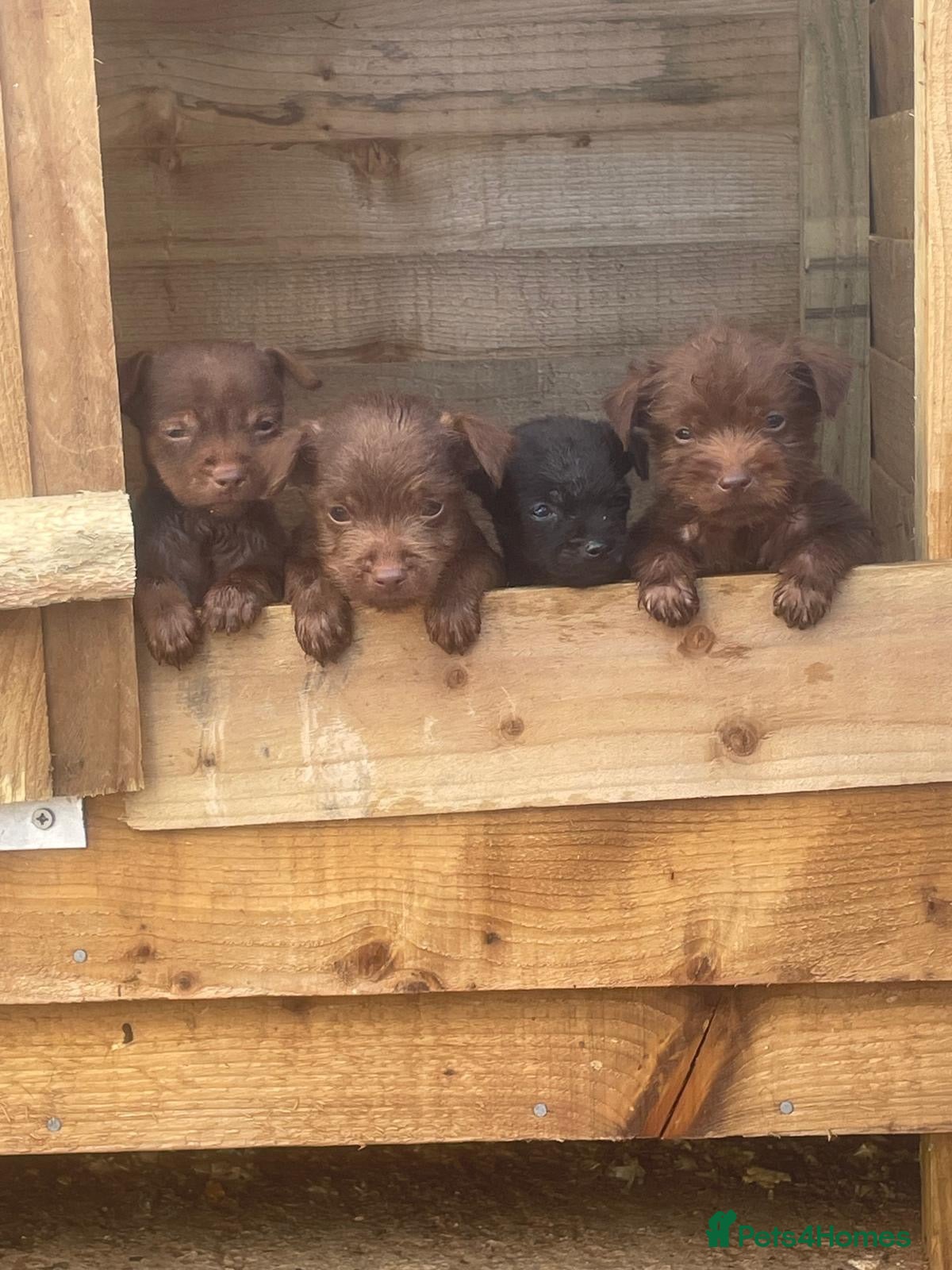 Patterdale Terrier dogs Patterdale terrier pups - Advert 10