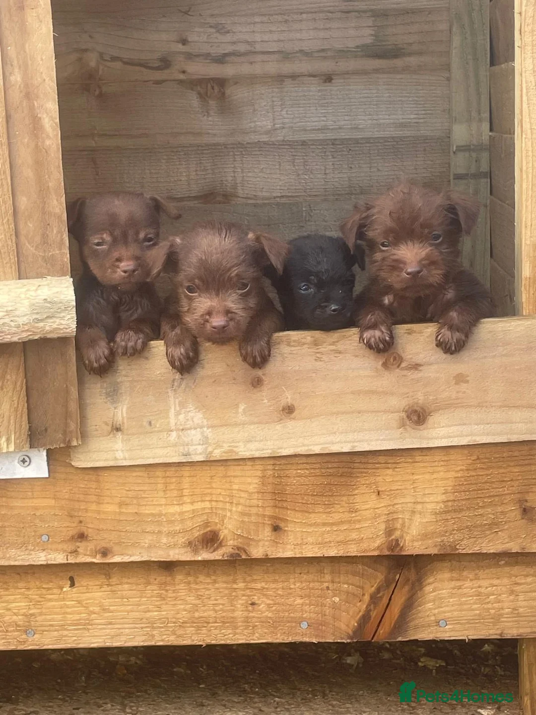 Patterdale Terrier dogs for sale: Patterdale terrier pups in Gravesend - Advert 1