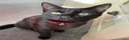 American Shorthair cats for sale: Muffles - Advert 1