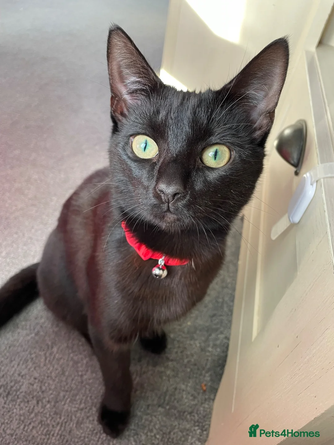 American Shorthair cats for sale: Muffles - Advert 1