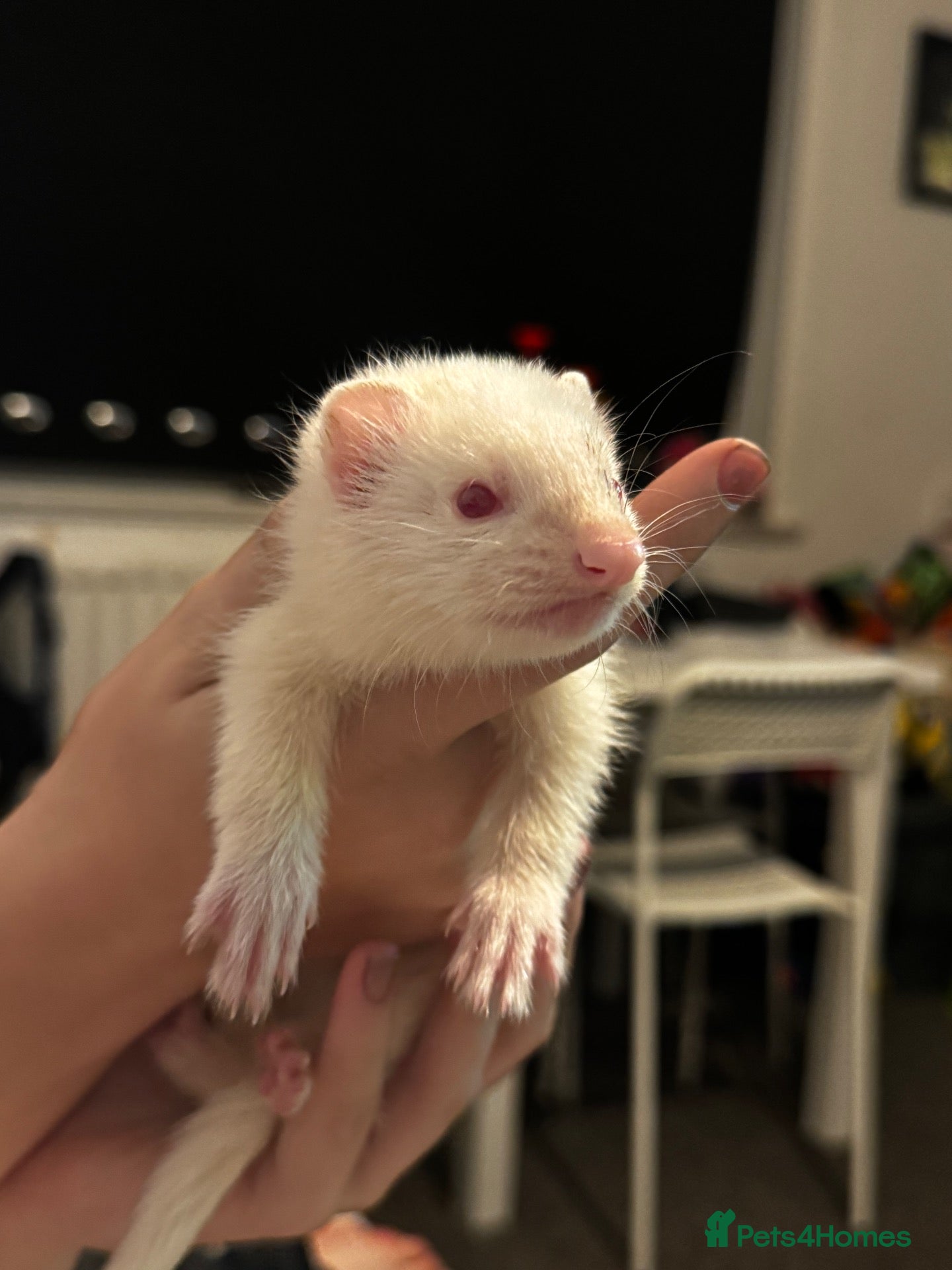 Ferret rodents Ferret gill - Advert 18