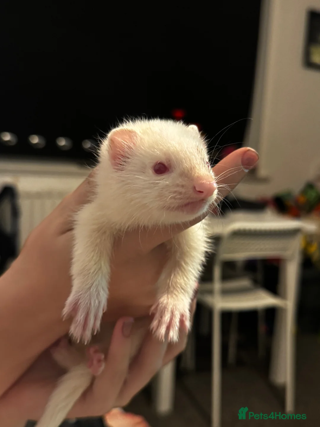 Ferret rodents for sale: Ferret gill - Advert 1
