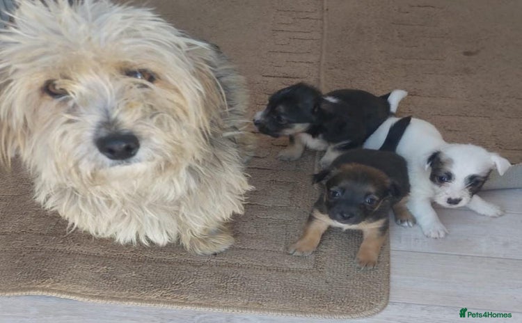 Mixed Breed dogs - Advert 2