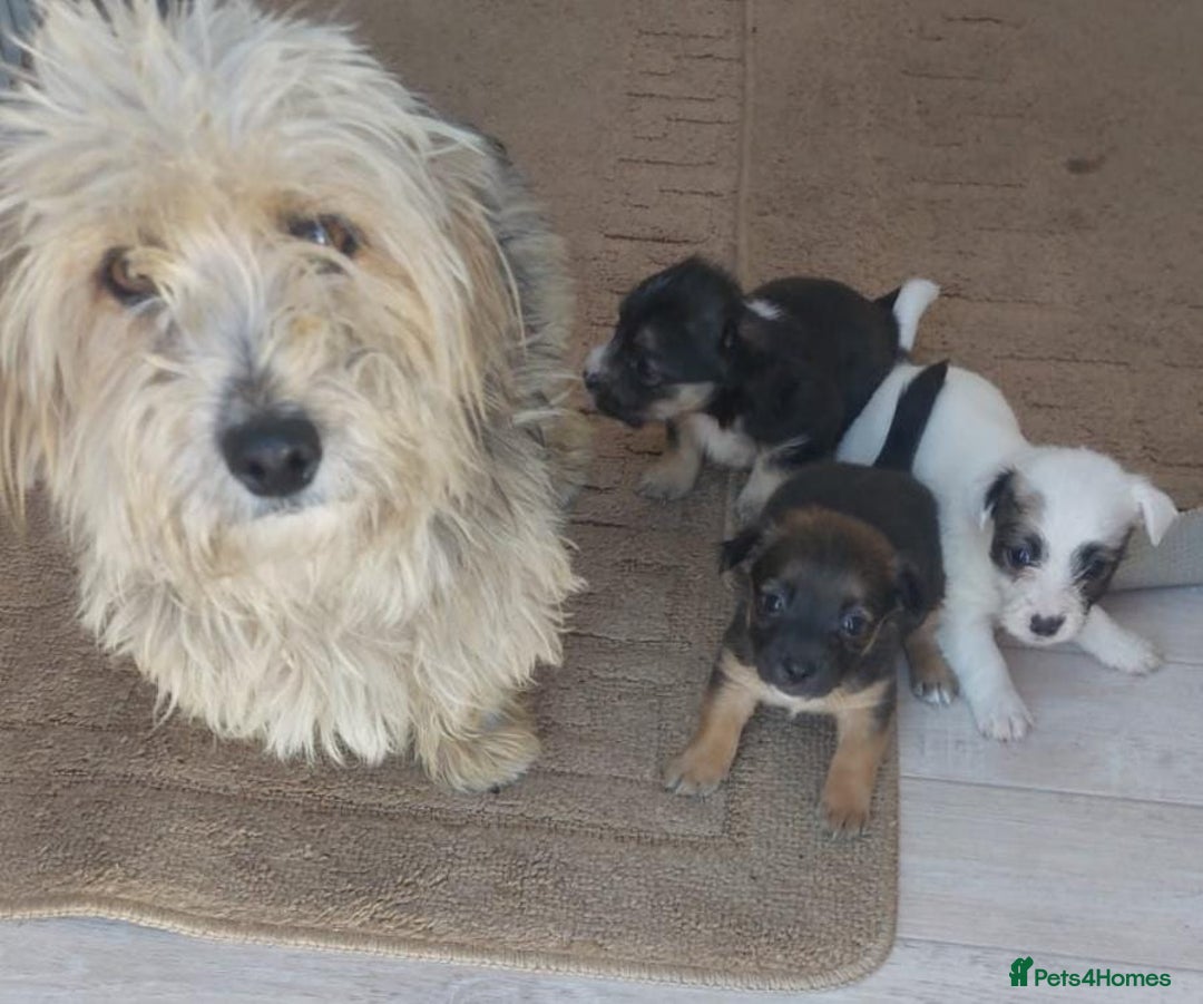 Mixed Breed dogs for sale: Jackapoo  - Image 1