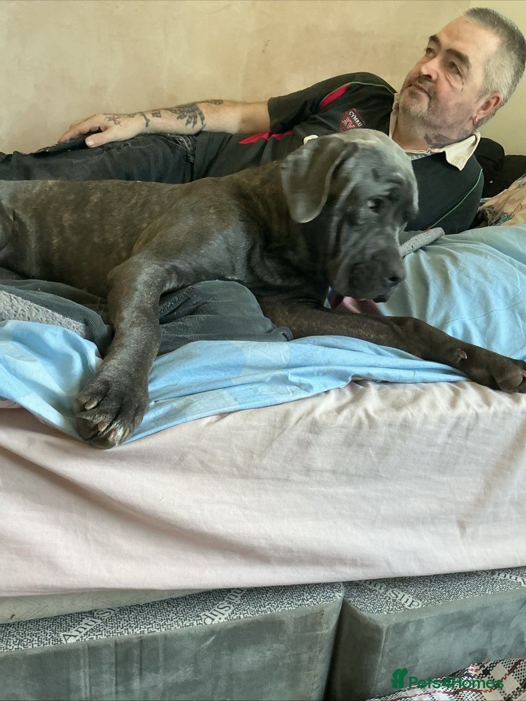 Cane Corso dogs for sale: 11 month old Female Cane Corso  - Image 3