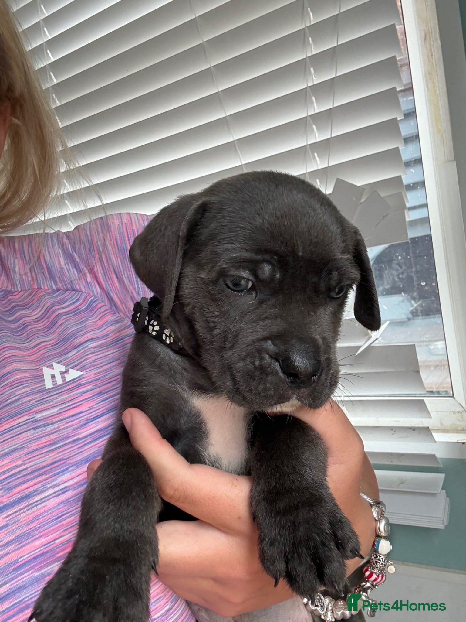 Cane Corso dogs Stunning cane corso 🐶 - Advert 1